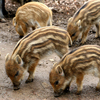 play Baby Wild Pigs Slider Puzzle