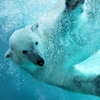 play Underwater Polar Bear Slider Puzzle