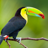 play Tucan Slider Puzzle