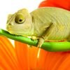 play Chameleon Slider Puzzle