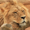 play Male Lion Slider Puzzle