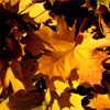 play Autumn Leafs Jigsaw