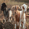 play Little Lambs Slide Puzzle