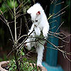 play Cutie Cat Slide Puzzle