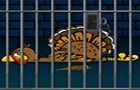 play Turkey On Jail