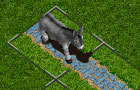 play Donkey Dilemma *Fixed*