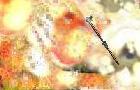 play Battle Gear: All Defense