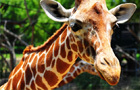 play Free Giraffe Jigsaw