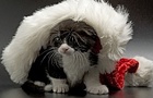 play Santa Cat Jigsaw