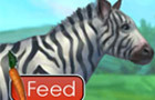 play Feed Zebra