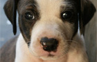 play Puppy Pieces