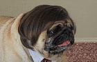 play Harvey'S Canine Adventure