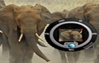play Photo Hunt-On Wild