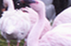 play Flamants Roses Puzzle