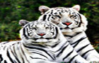 play Hidden Number-White Tiger