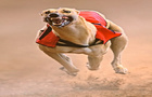 play Greyhound Race
