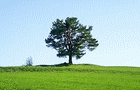 play Tree Landscape Jigsaw