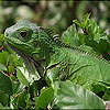play Big Green Chameleon Puzzle