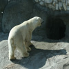 play Jigsaw: Polar Bear 3
