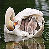 play Gray Swans Slide Puzzle