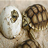 play Baby Turtles Slide Puzzle