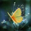 play Butterfly