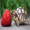 play Hungry Turtle Slide Puzzle