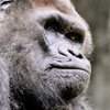 play Lonely Gorila
