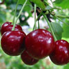 play Cherry