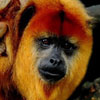 play Gigner Monkey