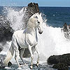 play White Wild Horse Slide Puzzle