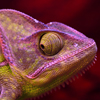play Purple Chameleon Slider Puzzle