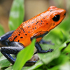 play Poison Dart Frog Slider Puzzle