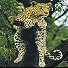 play Big Cat Slide Puzzle