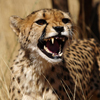 play Cheetah Slider Puzzle