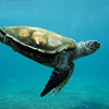 play Sea Turtle Slider Puzzle