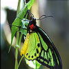 play Green Butterfly Slide Puzzle