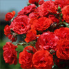 play Rose Bush Jigsaw