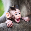 Baby Monkey Slider Puzzle