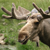 play Moose Slider Puzzle