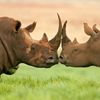 play Rhinos Slider Puzzle