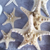 play Jigsaw: Sea Stars