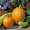 play Jigsaw: Pumpkin Garden