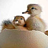 play Cute Chicks Slide Puzzle