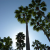 play Palm Trees Jigsaw