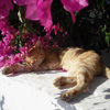 play Jigsaw: Flower Cat