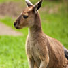 play Jigsaw: Kangaroo