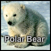 play Polar Bear