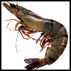play Shrimp