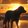 play Dog In Sunrise Puzzle